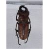 Image 2 : Cased and Mounted Beetles Specimens
