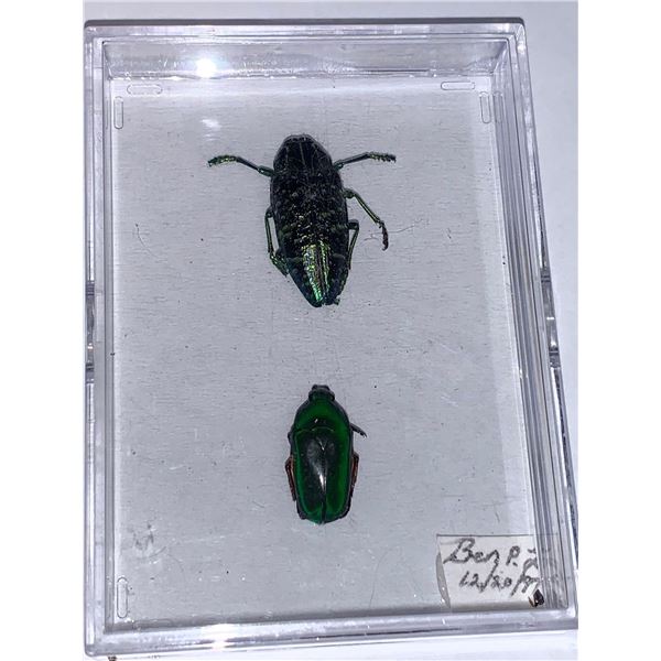 Cased and Mounted Beetle Specimen