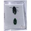 Image 1 : Cased and Mounted Beetle Specimen