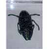 Image 2 : Cased and Mounted Beetle Specimen