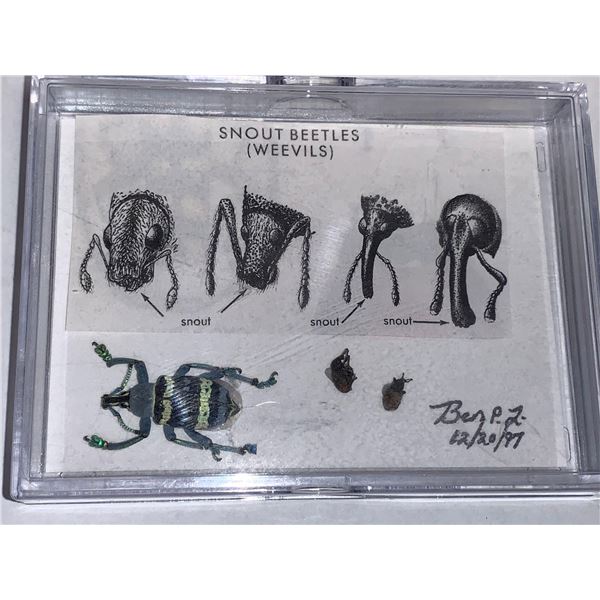 Cased and Mounted Snout Beetle Specimen