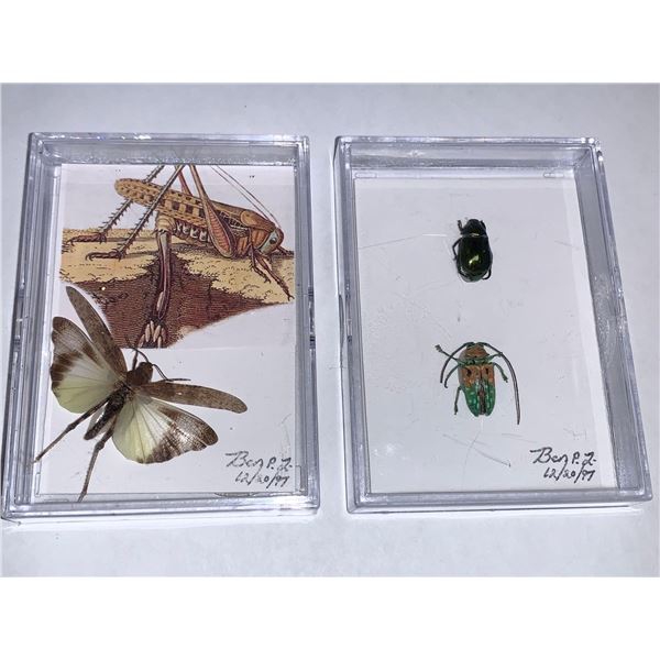 Cased and Mounted grasshopper & beetles  Specimen