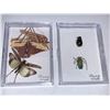 Image 1 : Cased and Mounted grasshopper & beetles  Specimen