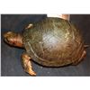 Image 2 : AUTOPSY TURTLE SCREEN USED HERO SILICONE WITH RESIN SHELL INCREDIBLY LIFE LIKE