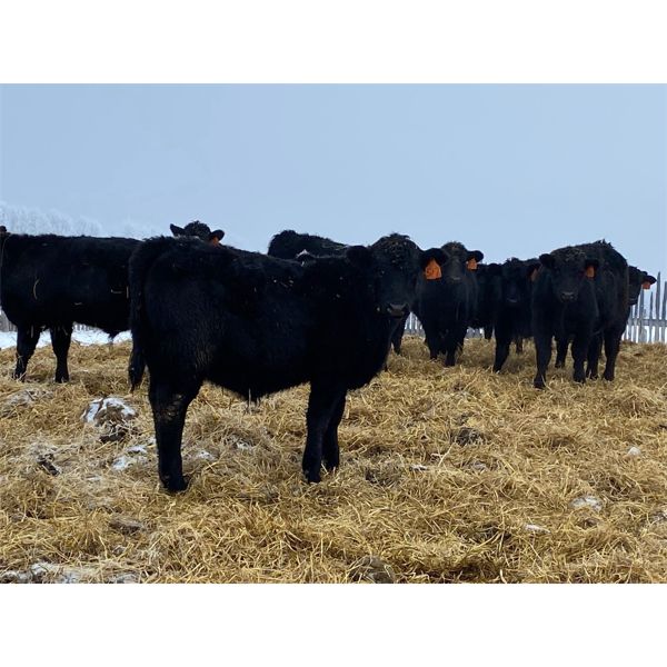 *ADDED LOT* Calico Farms - 630# Weaned Steers - 80 Head (Fort Assiniboine, AB)
