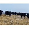 Image 2 : *ADDED LOT* Calico Farms - 630# Weaned Steers - 80 Head (Fort Assiniboine, AB)