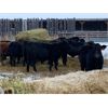 Image 3 : *ADDED LOT* Calico Farms - 630# Weaned Steers - 80 Head (Fort Assiniboine, AB)
