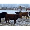 Image 5 : *ADDED LOT* Calico Farms - 630# Weaned Steers - 80 Head (Fort Assiniboine, AB)