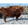Image 2 : Estate of Brent Melcher - 14 Red Young Cows (Pen 506)