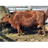 Image 1 : Estate of Brent Melcher - 8 Red Middle-Aged & Older Cows (Pen 510)