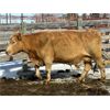 Image 1 : Estate of Brent Melcher - 7 Charolais X Middle-Aged & Older Cows (Pen 520)