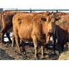 Image 1 : Estate of Brent Melcher - 15 Red Middle-Aged & Older Cows (Pen 524)