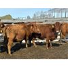 Image 1 : Estate of Brent Melcher - 9 Red Middle-Aged & Older Cows (Pen 522)