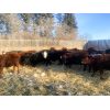 Image 2 : Trevor Christian - 680# Weaned Heifers - 50 Head (Spruce View, AB)