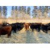 Image 3 : Trevor Christian - 680# Weaned Heifers - 50 Head (Spruce View, AB)