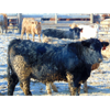 Image 4 : Doerksen Farms - 740# Weaned Heifers - 140 Head (Gem, AB)