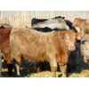 Image 5 : Doerksen Farms - 740# Weaned Heifers - 140 Head (Gem, AB)