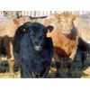 Image 8 : Doerksen Farms - 740# Weaned Heifers - 140 Head (Gem, AB)