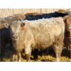 Image 9 : Doerksen Farms - 740# Weaned Heifers - 140 Head (Gem, AB)