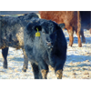 Image 4 : Doerksen Farms - 750# Weaned Steers - 166 Head (Gem, AB)