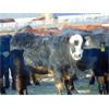 Image 8 : Doerksen Farms - 750# Weaned Steers - 166 Head (Gem, AB)