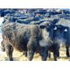 Image 10 : Leon Torkelson - 775# Weaned Steers - 80 Head (Millicent, AB)