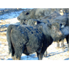 Image 3 : Leon Torkelson - 775# Weaned Steers - 80 Head (Millicent, AB)