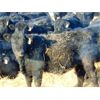 Image 5 : Leon Torkelson - 775# Weaned Steers - 80 Head (Millicent, AB)