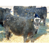 Image 7 : Leon Torkelson - 775# Weaned Steers - 80 Head (Millicent, AB)
