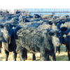 Image 8 : Leon Torkelson - 775# Weaned Steers - 80 Head (Millicent, AB)