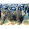 Image 9 : Leon Torkelson - 775# Weaned Steers - 80 Head (Millicent, AB)