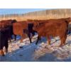 Image 1 : Iron Creek Farm Ltd. - 640# Weaned Steers - 79 Head (Lougheed, AB)