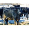Image 3 : Justin Tateson - 850# Weaned Heifers - 130 Head (Scandia, AB)