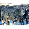 Image 5 : Justin Tateson - 850# Weaned Heifers - 130 Head (Scandia, AB)
