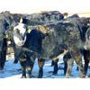 Image 6 : Justin Tateson - 850# Weaned Heifers - 130 Head (Scandia, AB)