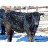 Image 7 : Justin Tateson - 850# Weaned Heifers - 130 Head (Scandia, AB)