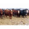 Image 2 : R Plus Simmentals - 980# Weaned Steers - 60 Head (Wawota, SK)