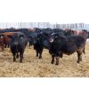 Image 3 : R Plus Simmentals - 980# Weaned Steers - 60 Head (Wawota, SK)