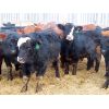 Image 4 : R Plus Simmentals - 980# Weaned Steers - 60 Head (Wawota, SK)