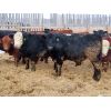 Image 5 : R Plus Simmentals - 980# Weaned Steers - 60 Head (Wawota, SK)