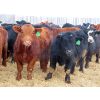 Image 6 : R Plus Simmentals - 980# Weaned Steers - 60 Head (Wawota, SK)