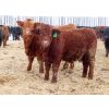 Image 7 : R Plus Simmentals - 980# Weaned Steers - 60 Head (Wawota, SK)