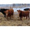 Image 9 : R Plus Simmentals - 980# Weaned Steers - 60 Head (Wawota, SK)