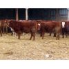 Image 3 : Kevin Lang - 840# Weaned Steers - 75 Head (Waldron, SK)