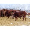 Image 4 : Kevin Lang - 840# Weaned Steers - 75 Head (Waldron, SK)