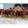 Image 5 : Kevin Lang - 840# Weaned Steers - 75 Head (Waldron, SK)