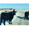 Image 5 : Wade Fewings - 925# Heifers - 120 Head (Pierson, MB)