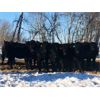 Image 8 : Wade Fewings - 925# Heifers - 120 Head (Pierson, MB)