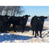 Image 9 : Wade Fewings - 925# Heifers - 120 Head (Pierson, MB)
