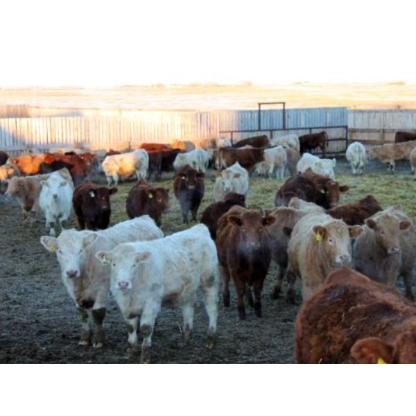 J&R Peterson - 975# Weaned Steers - 105 Head (Barnwell, AB)